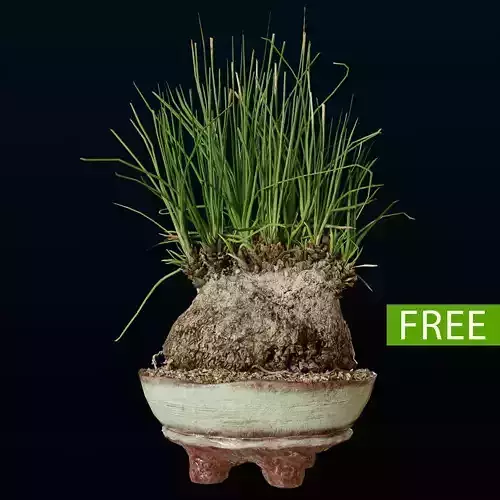Plant Calibanus hookeri pot Free 3D model