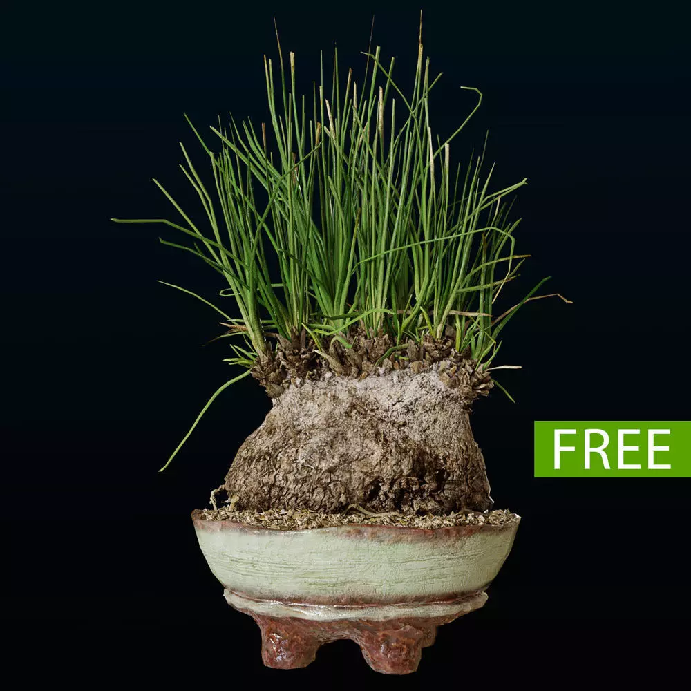 Plant Calibanus hookeri pot Free 3D model_0