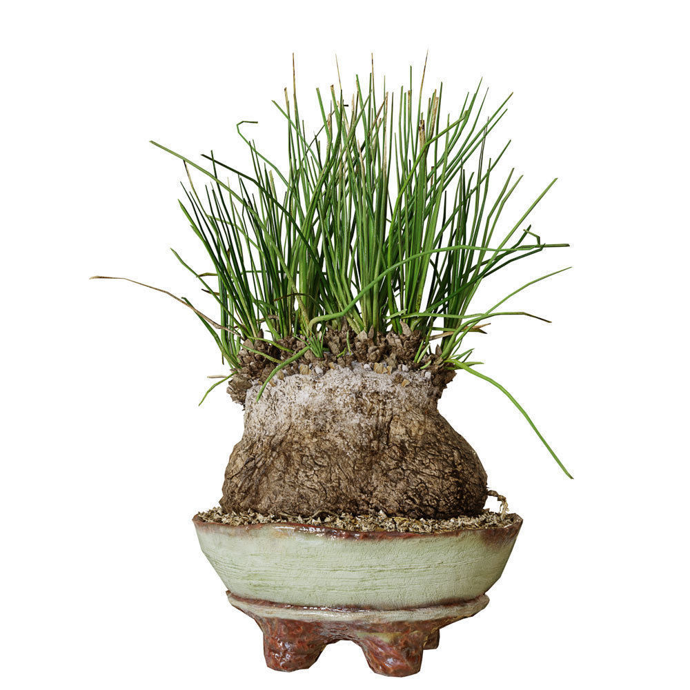Plant Calibanus hookeri pot Free 3D model_4