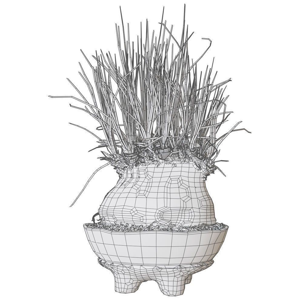 Plant Calibanus hookeri pot Free 3D model_2