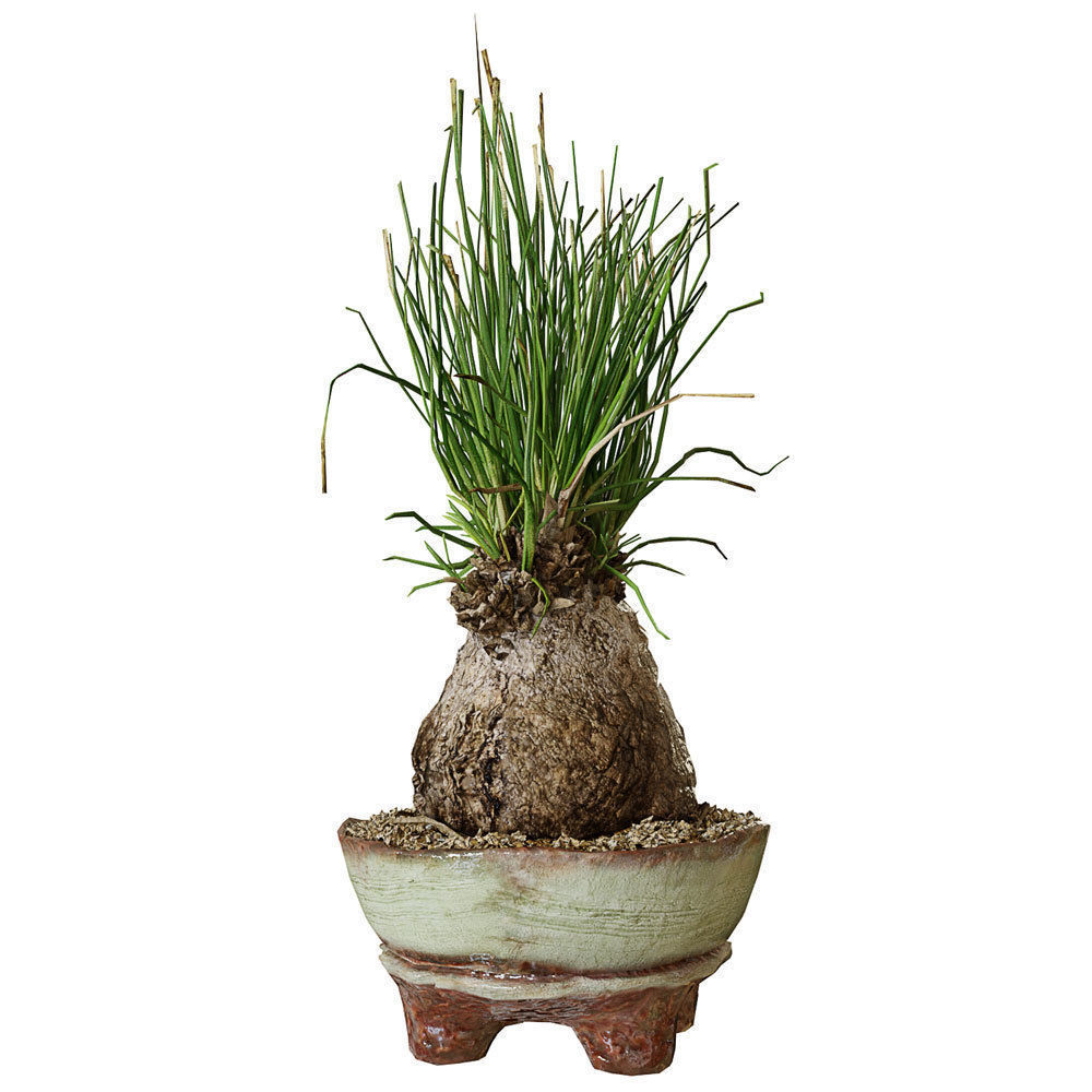Plant Calibanus hookeri pot Free 3D model_5