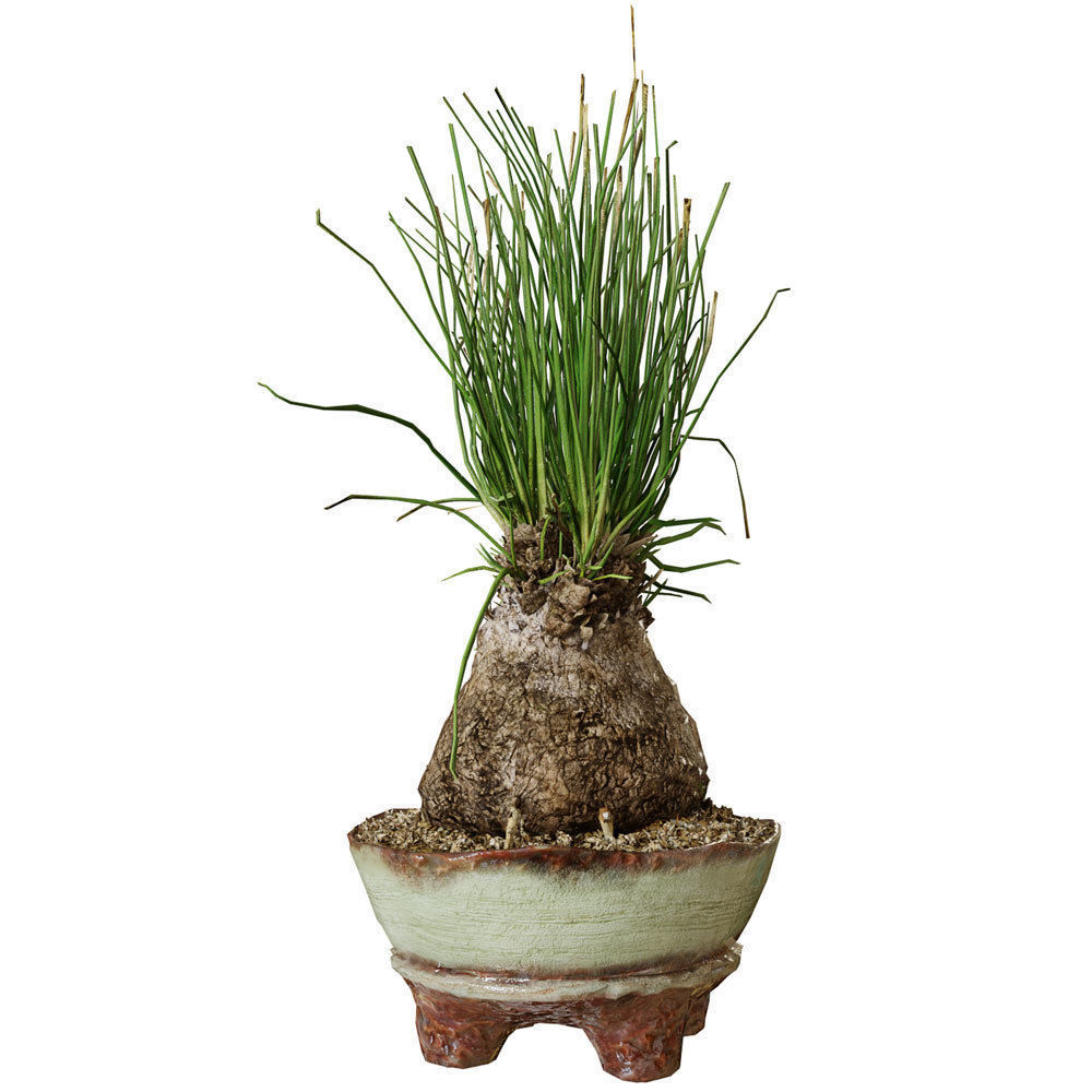 Plant Calibanus hookeri pot Free 3D model_3