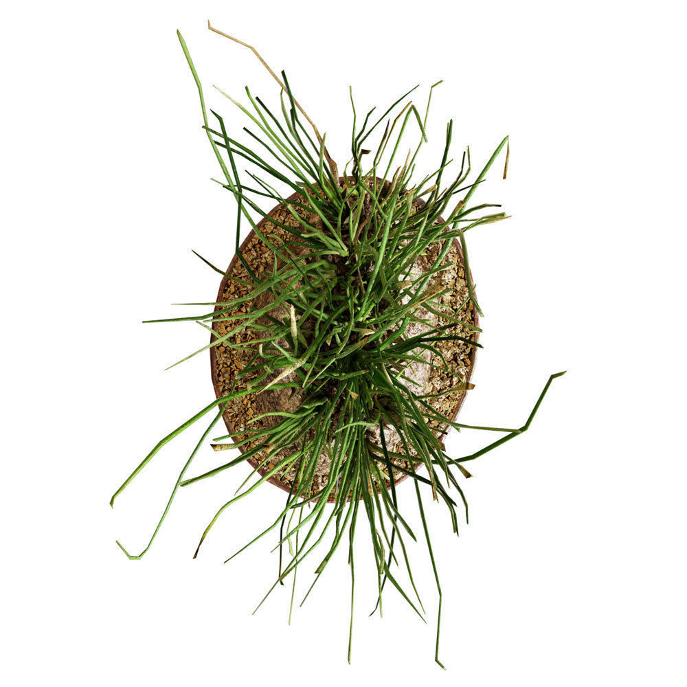 Plant Calibanus hookeri pot Free 3D model_6