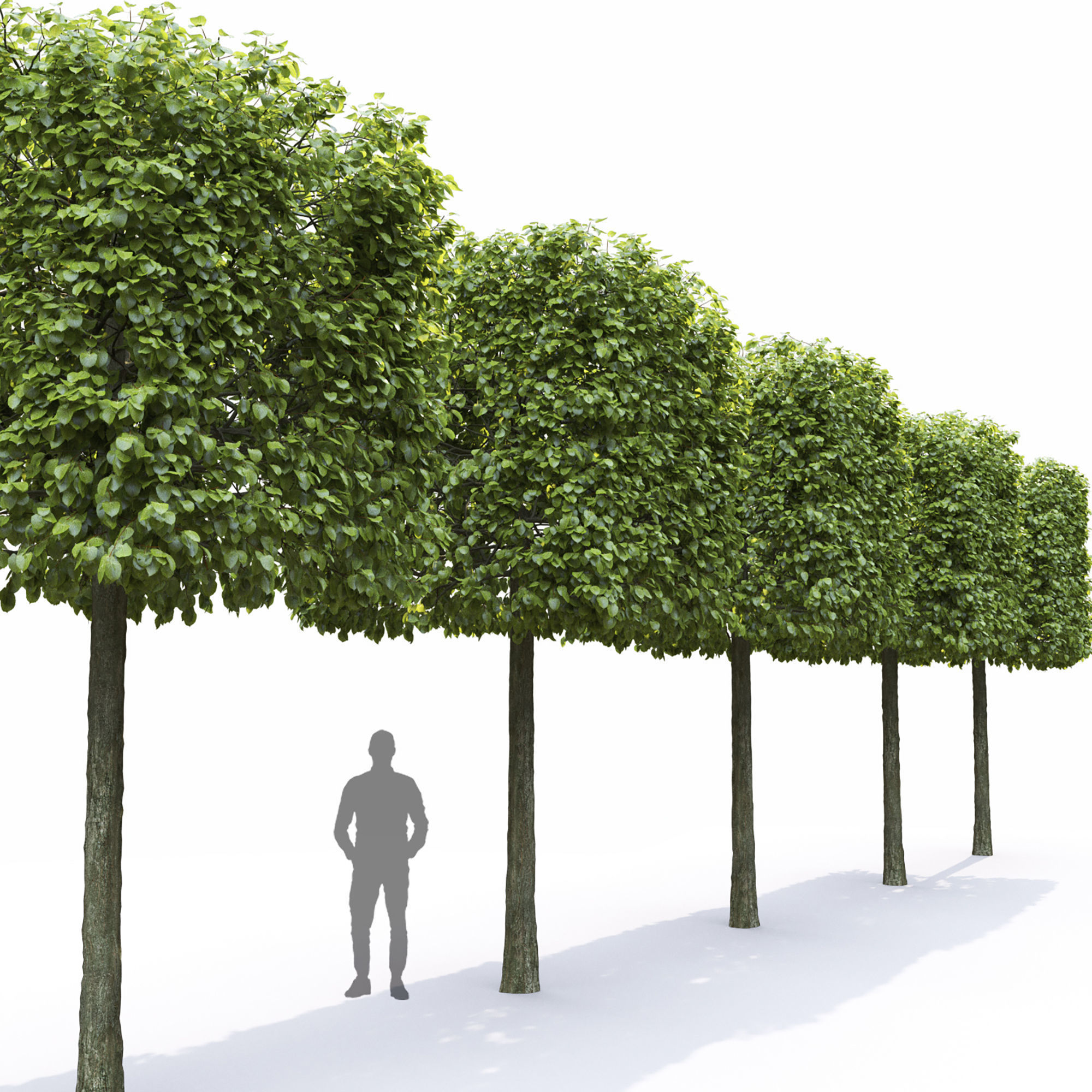 Tilia set 01 3D model_5