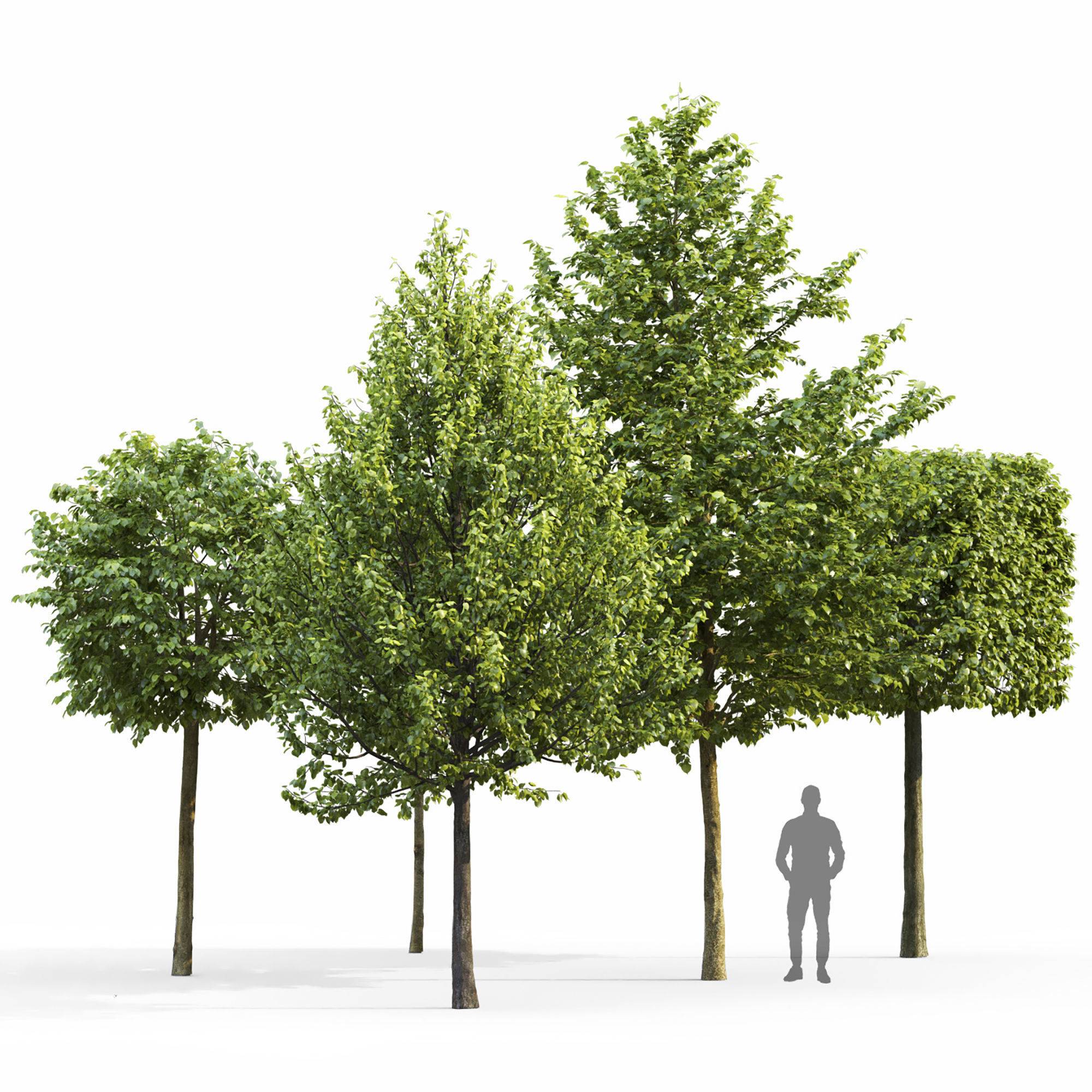 Tilia set 01 3D model_1