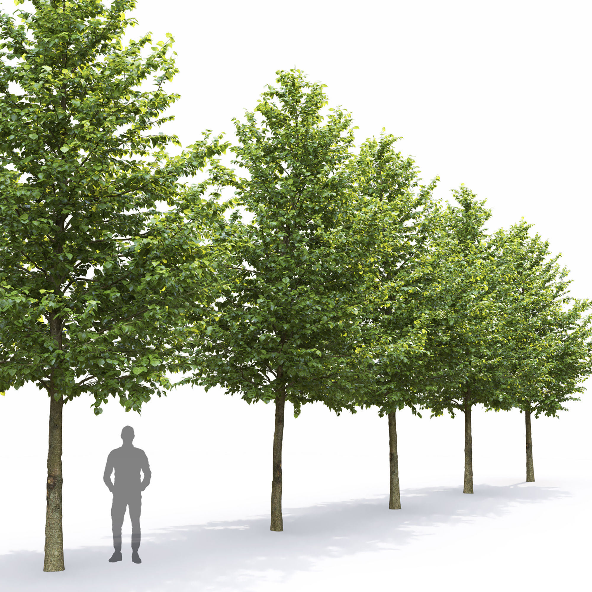 Tilia set 01 3D model_3