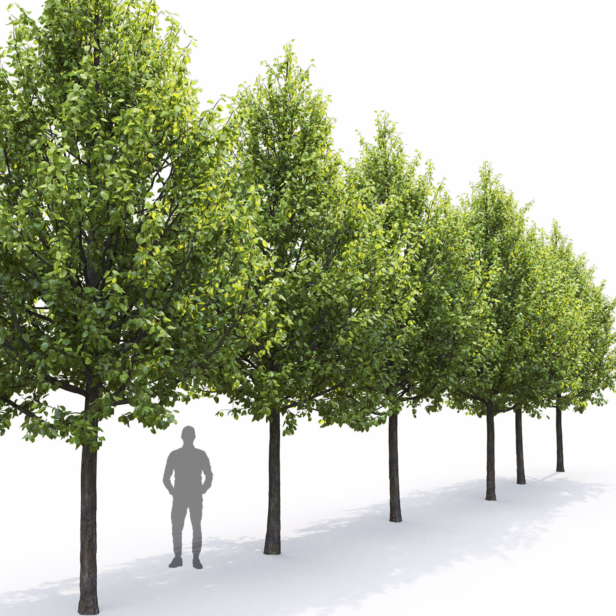 Tilia set 01 3D model_4