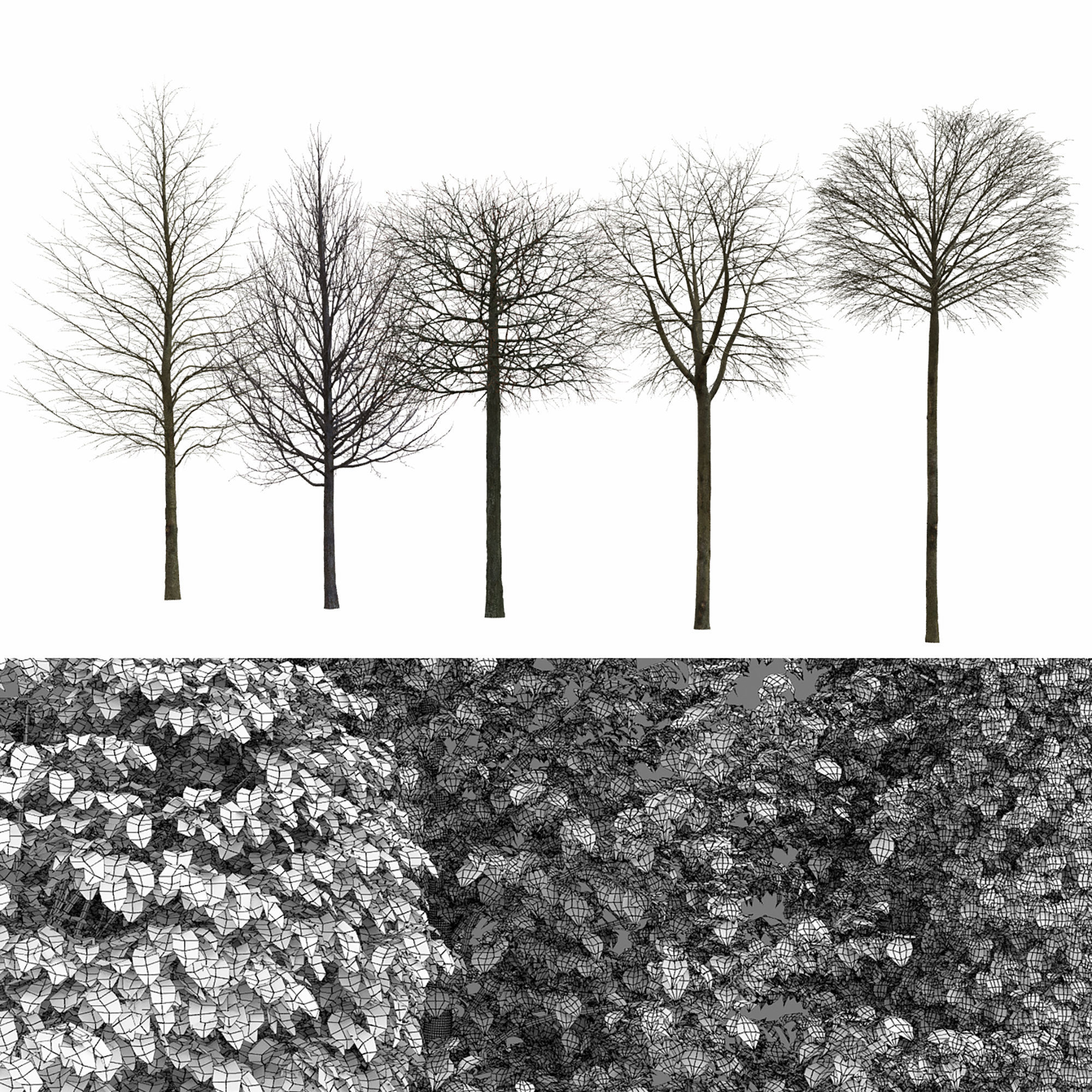 Tilia set 01 3D model_7