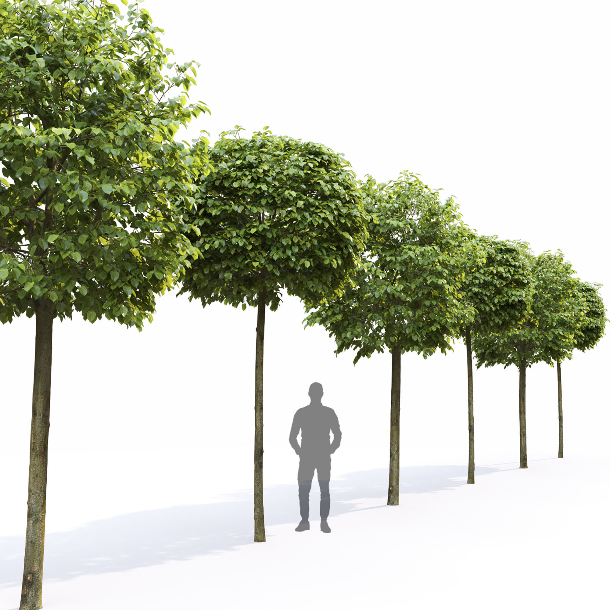 Tilia set 01 3D model_6