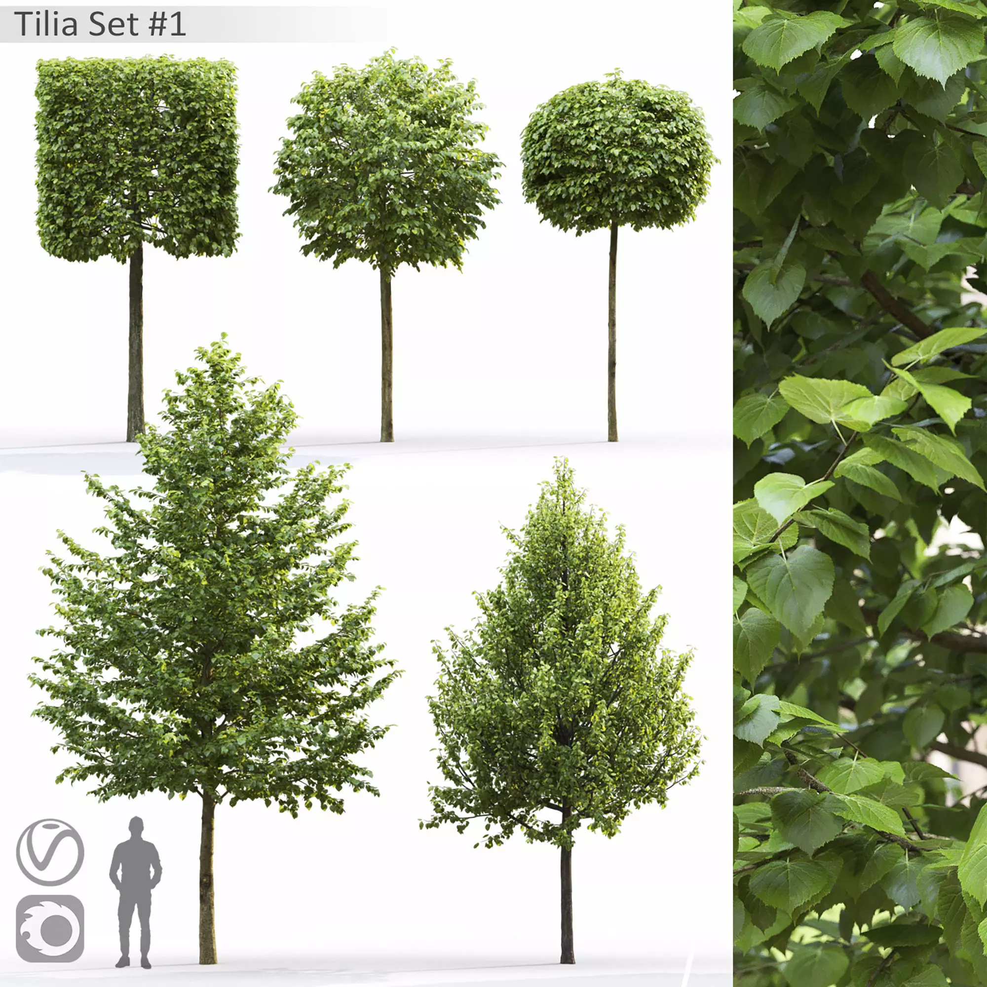 Tilia set 01 3D model_0