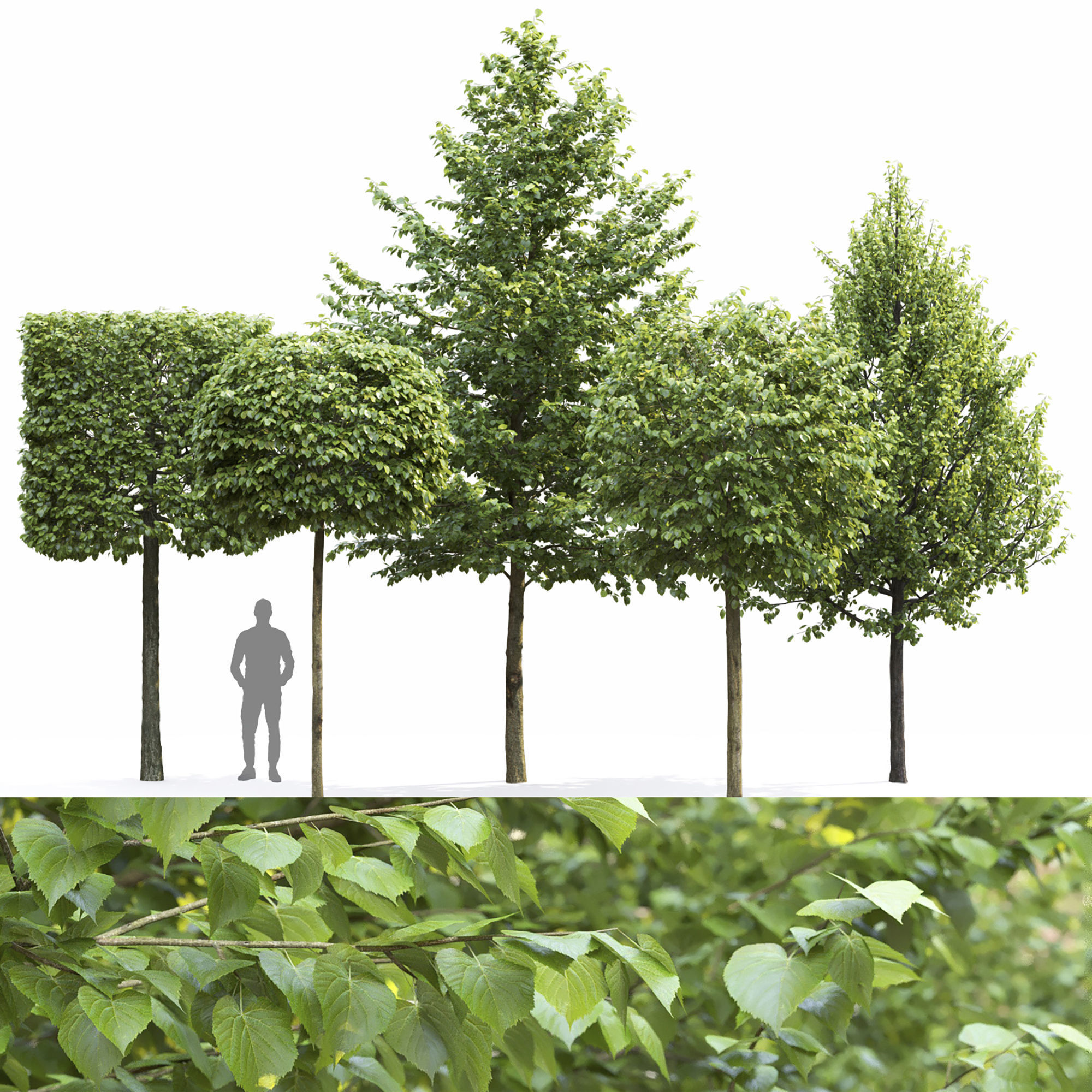 Tilia set 01 3D model_2