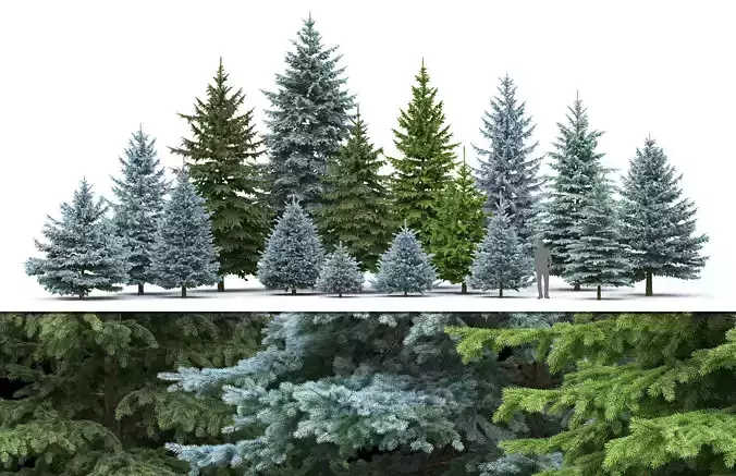 Picea Pungens collection 