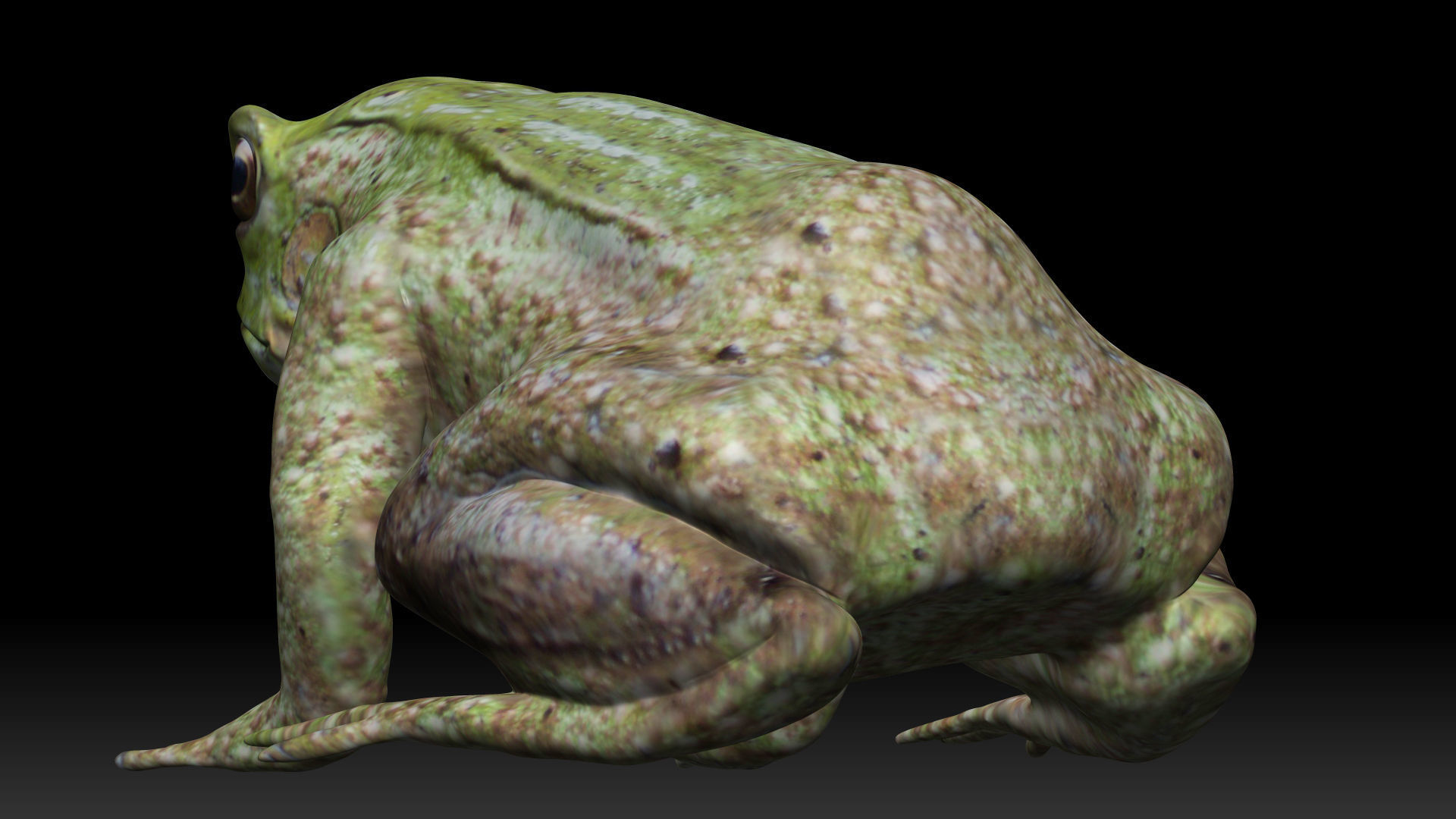 Tree frog green frog Low-poly 3D model_1