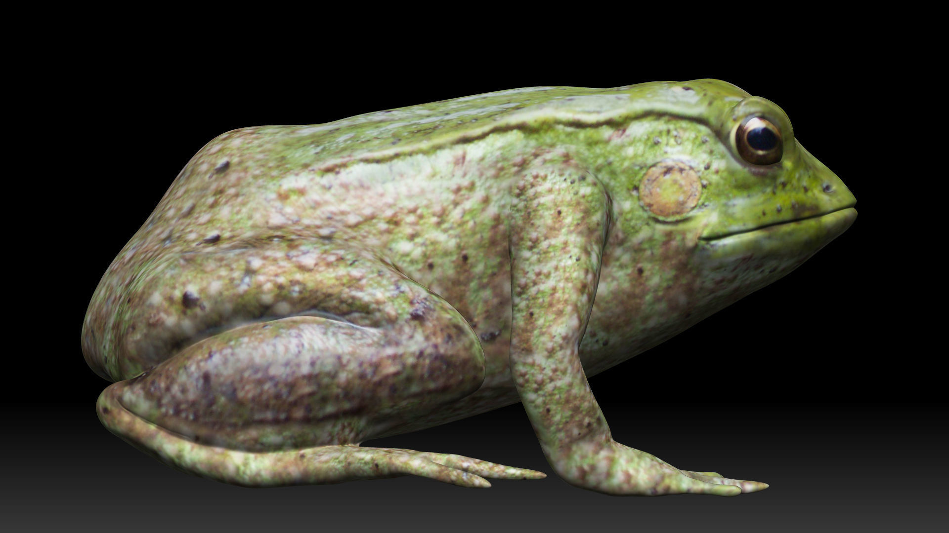 Tree frog green frog Low-poly 3D model_4