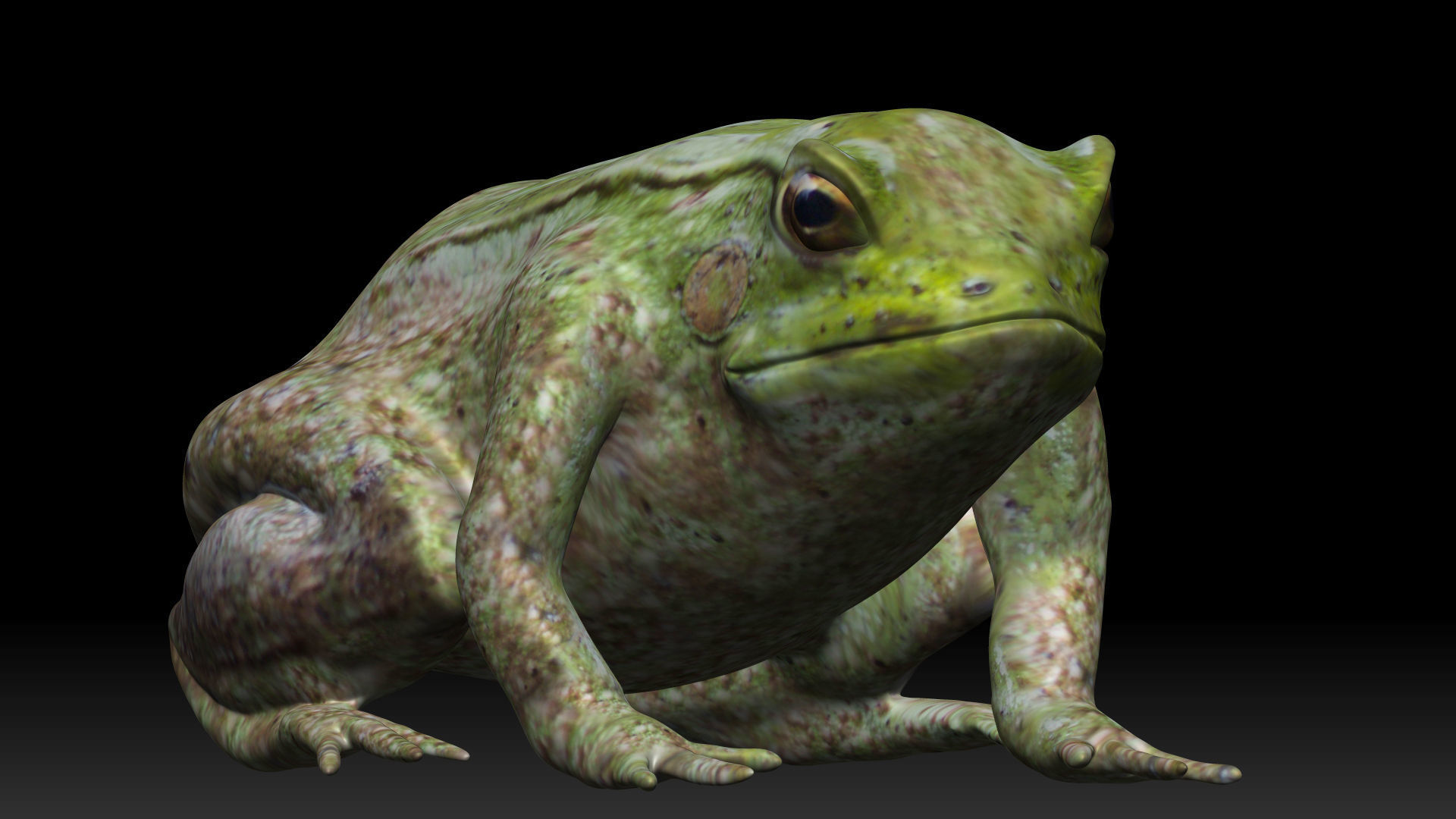 Tree frog green frog Low-poly 3D model_3