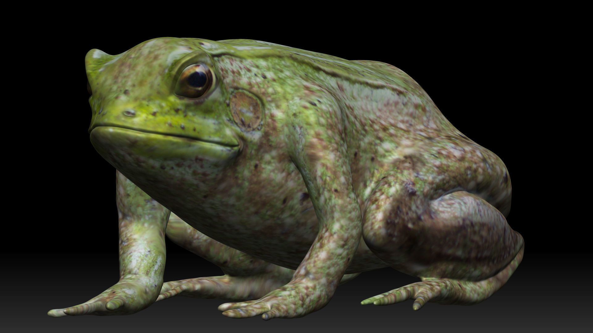Tree frog green frog Low-poly 3D model_5