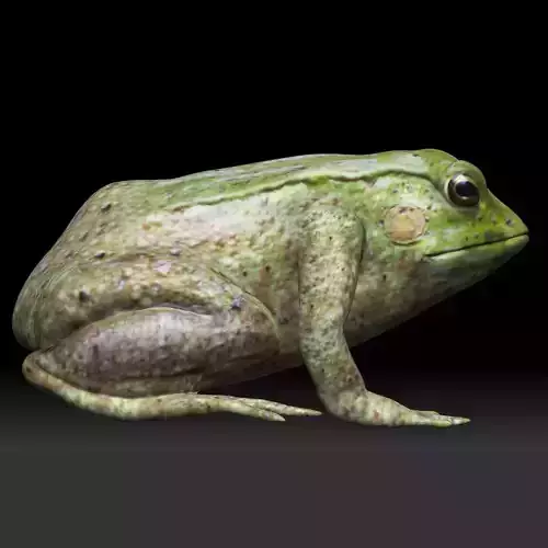 Tree frog green frog Low-poly 3D model
