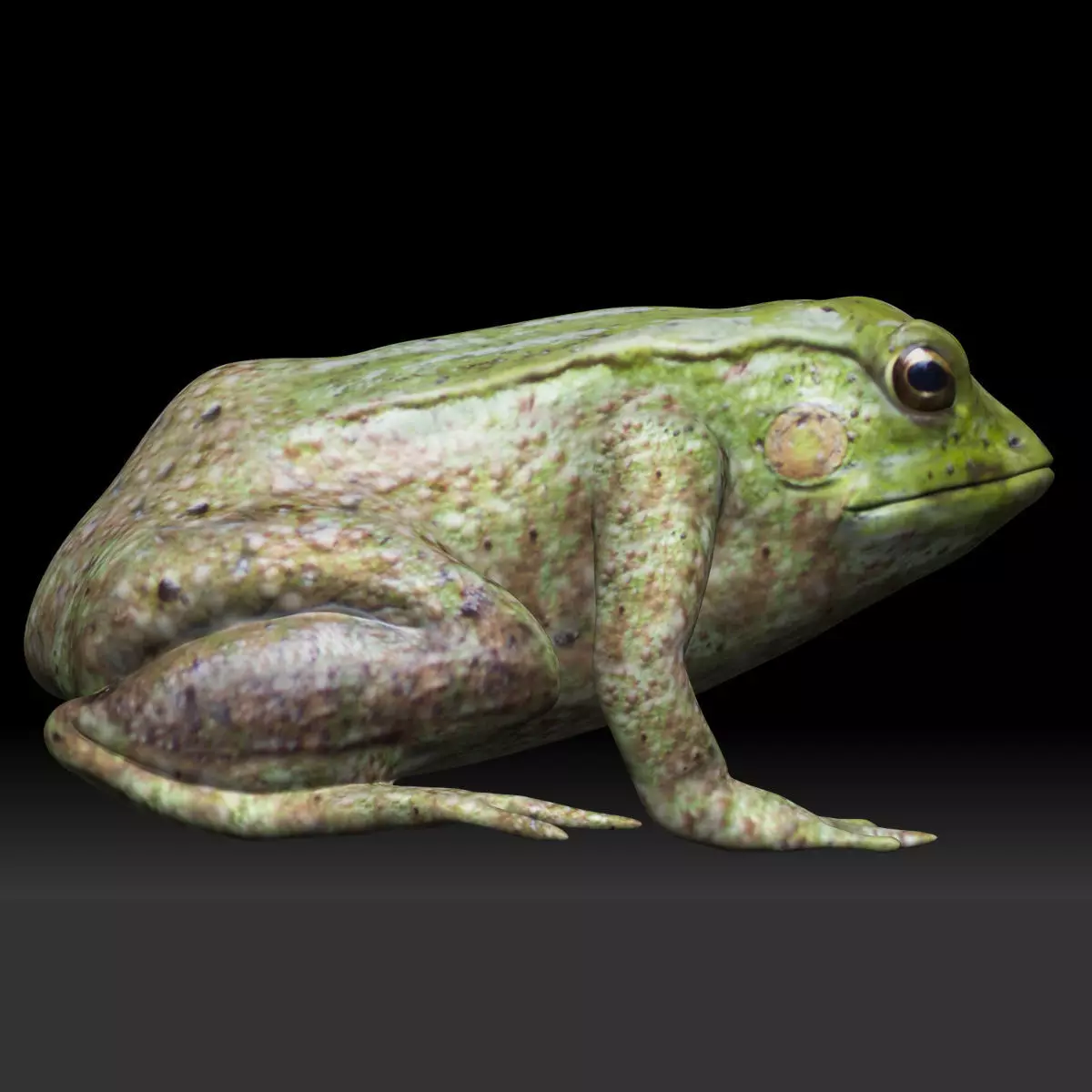 Tree frog green frog Low-poly 3D model_0