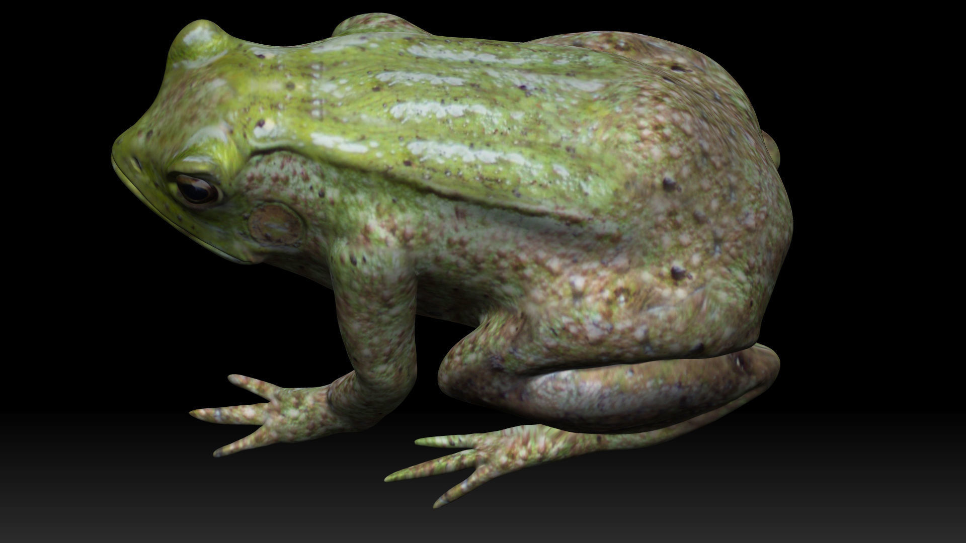 Tree frog green frog Low-poly 3D model_7