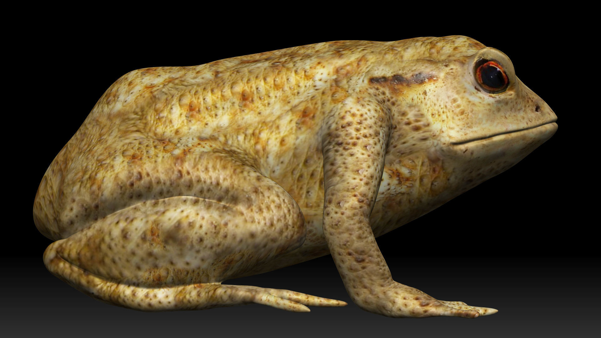 Poison Dart Frog Low-poly 3D model_4