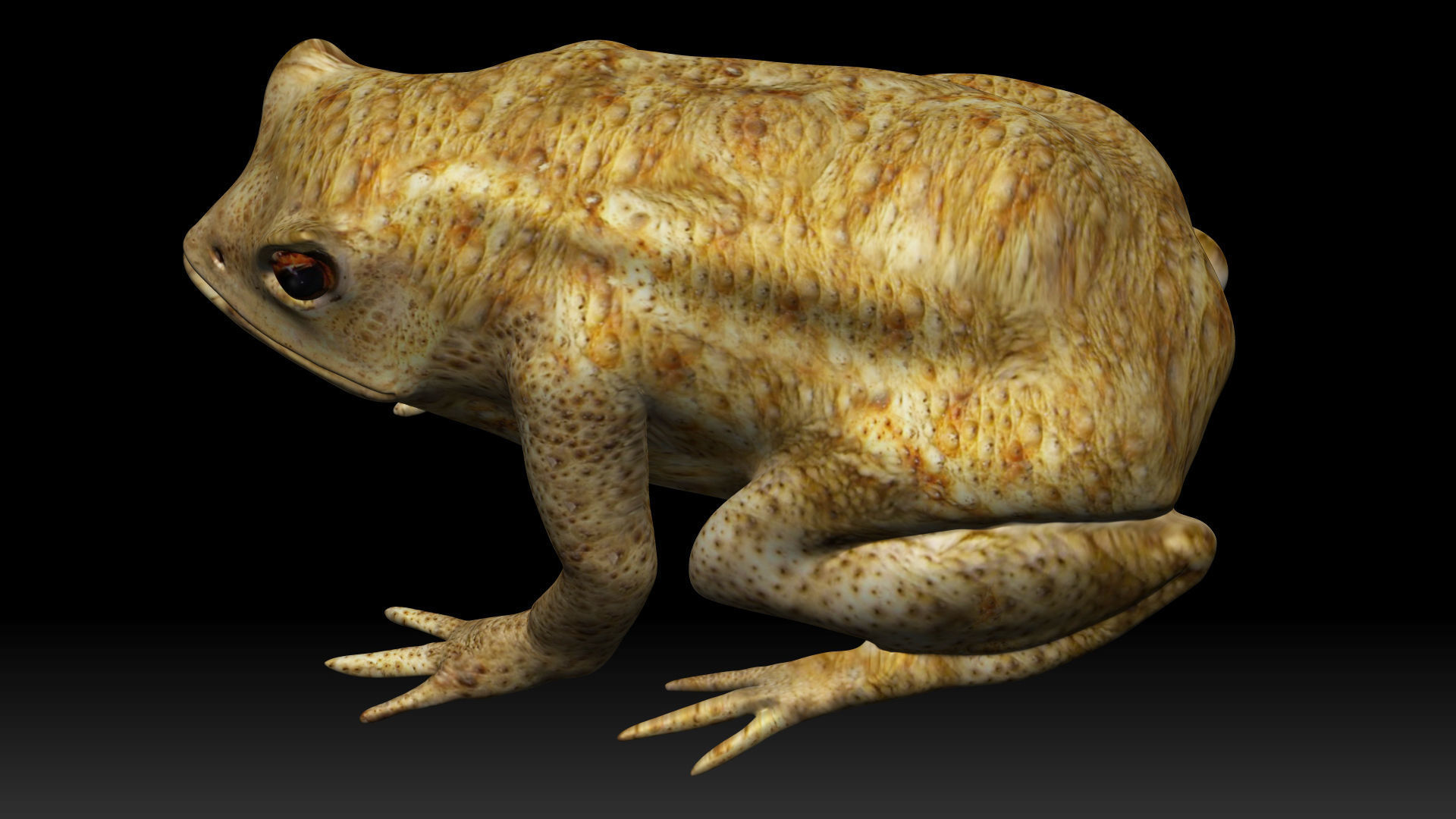 Poison Dart Frog Low-poly 3D model_5