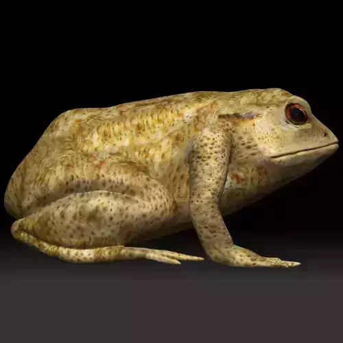 Poison Dart Frog Low-poly 3D model