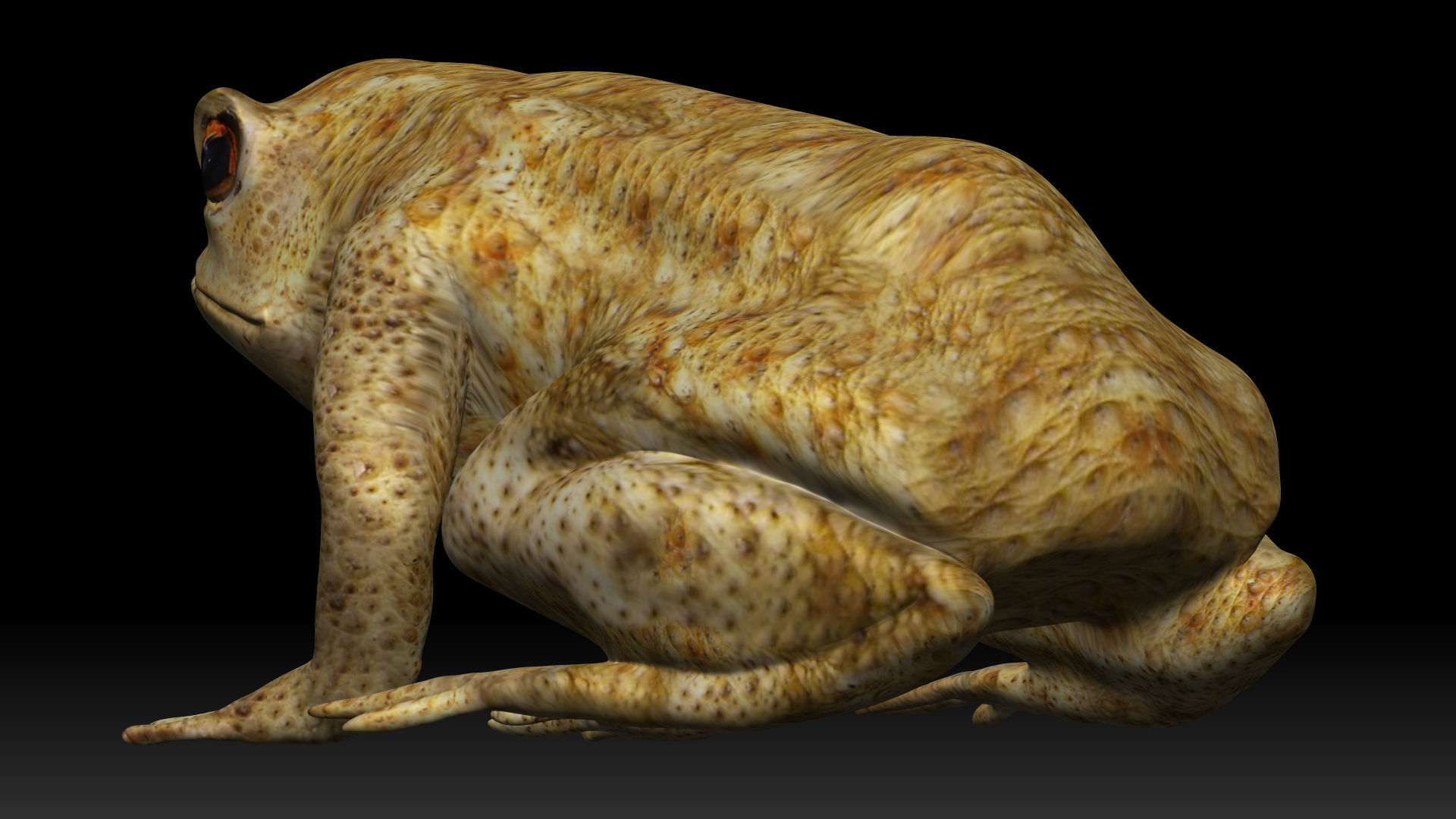 Poison Dart Frog Low-poly 3D model_1