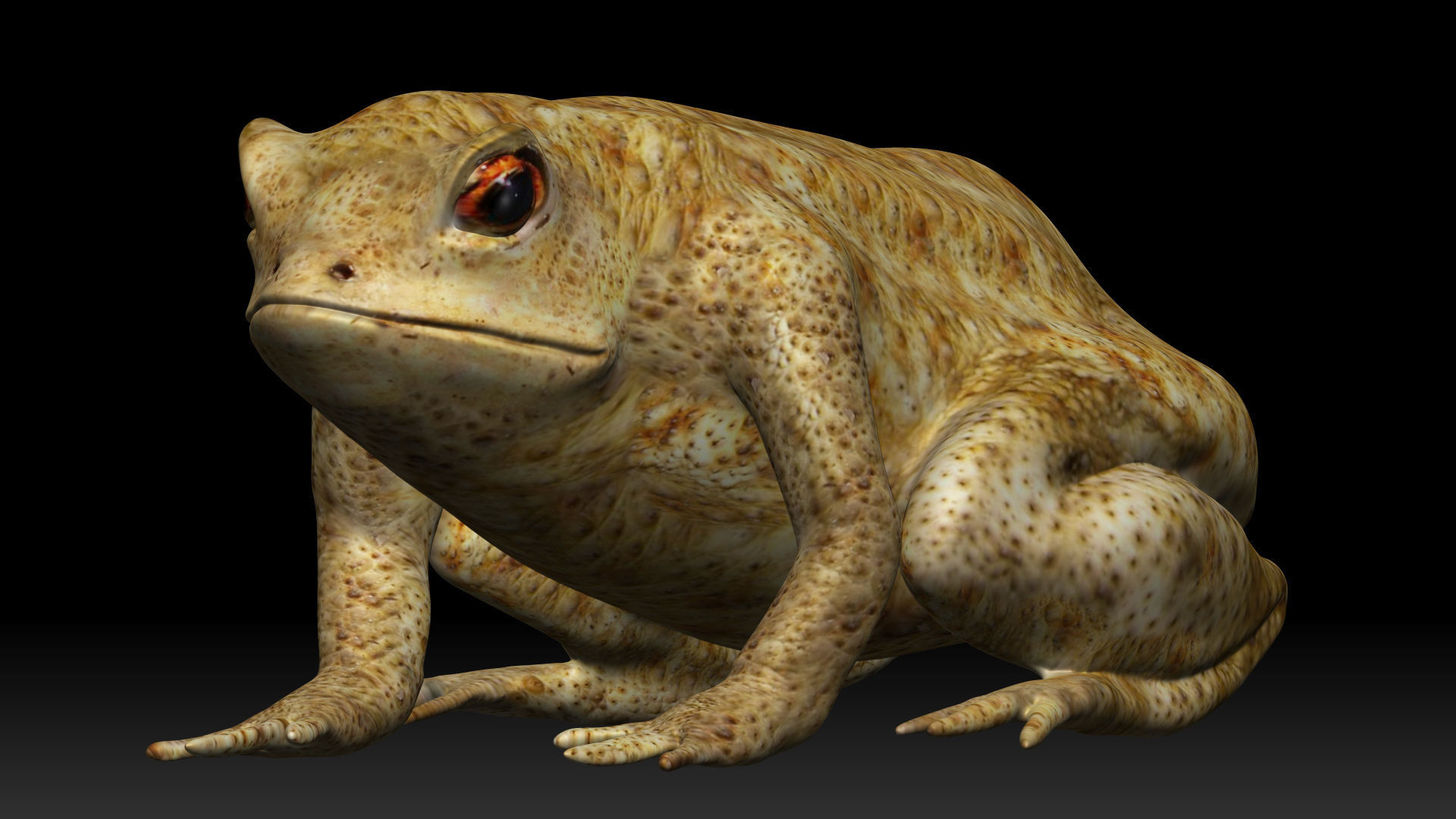 Poison Dart Frog Low-poly 3D model_3