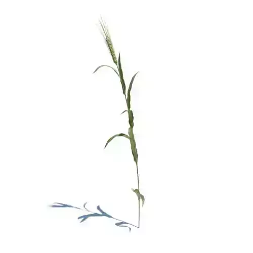 Single Strain Of Green Grass