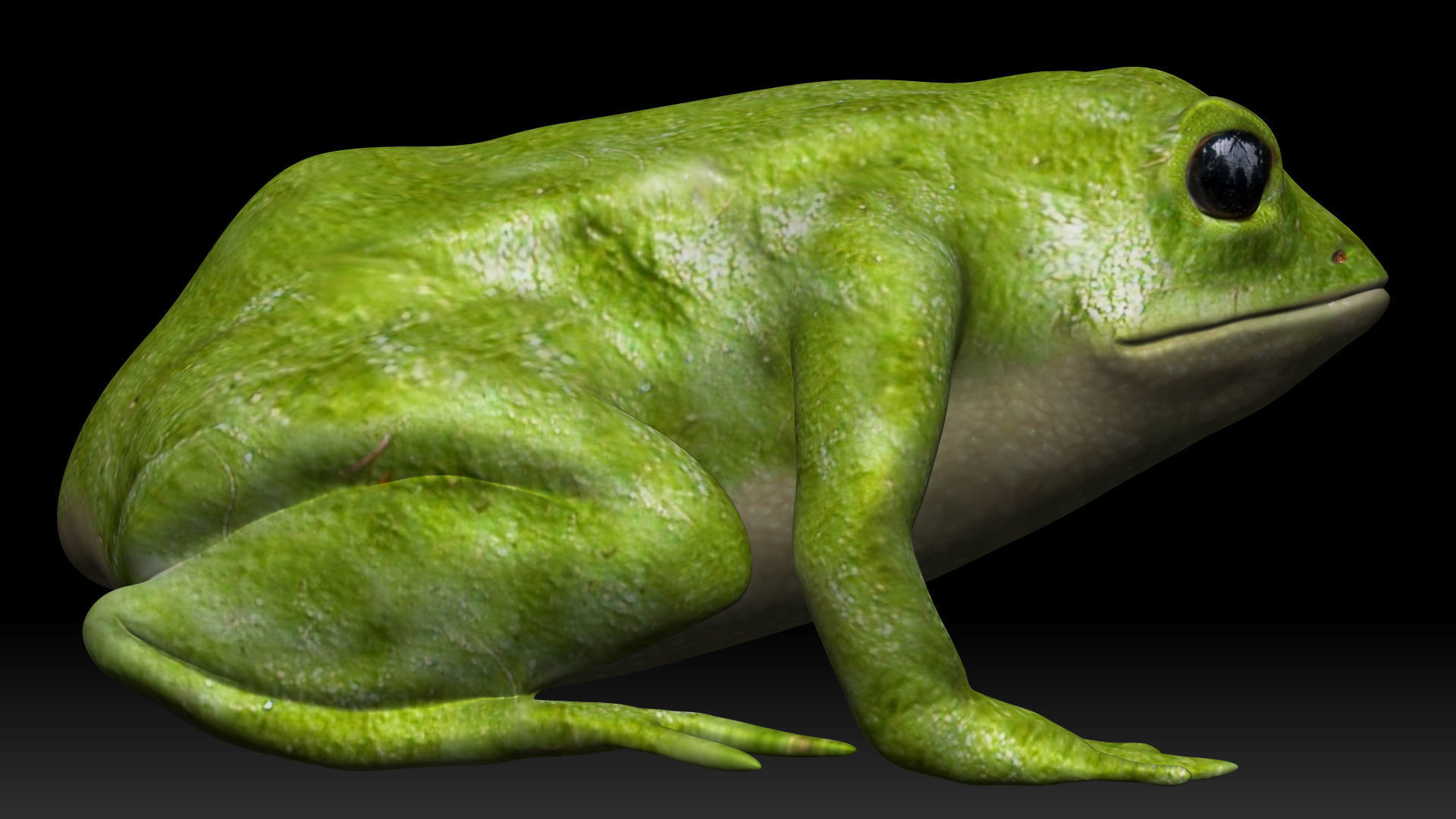 Green frog Low-poly 3D model_4