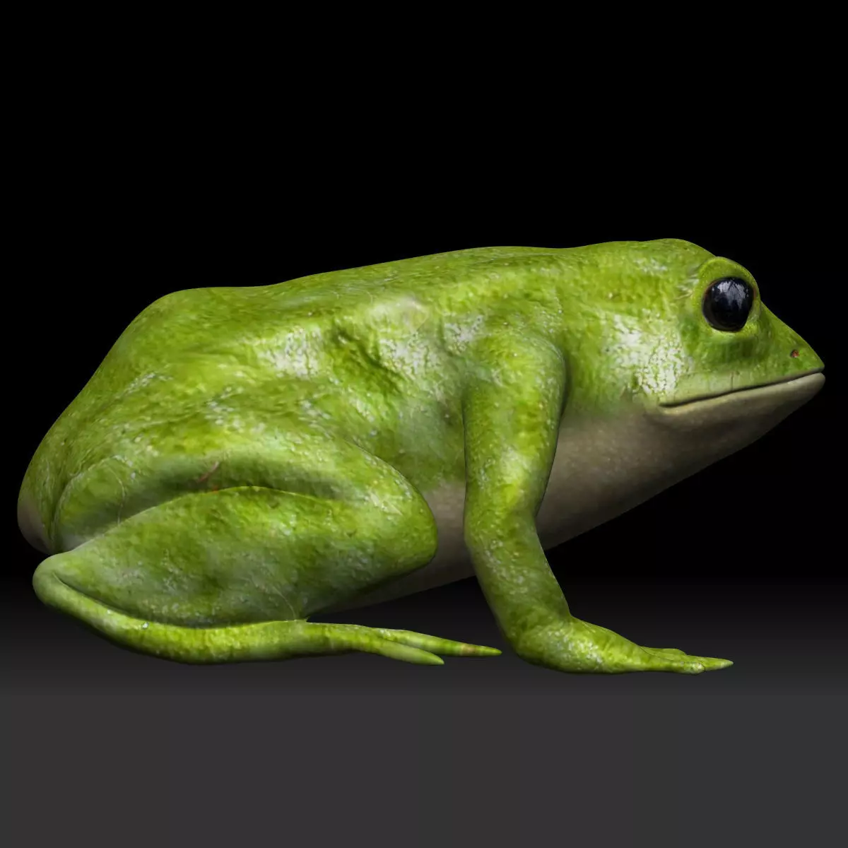 Green frog Low-poly 3D model_0