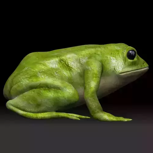 Green frog Low-poly 3D model