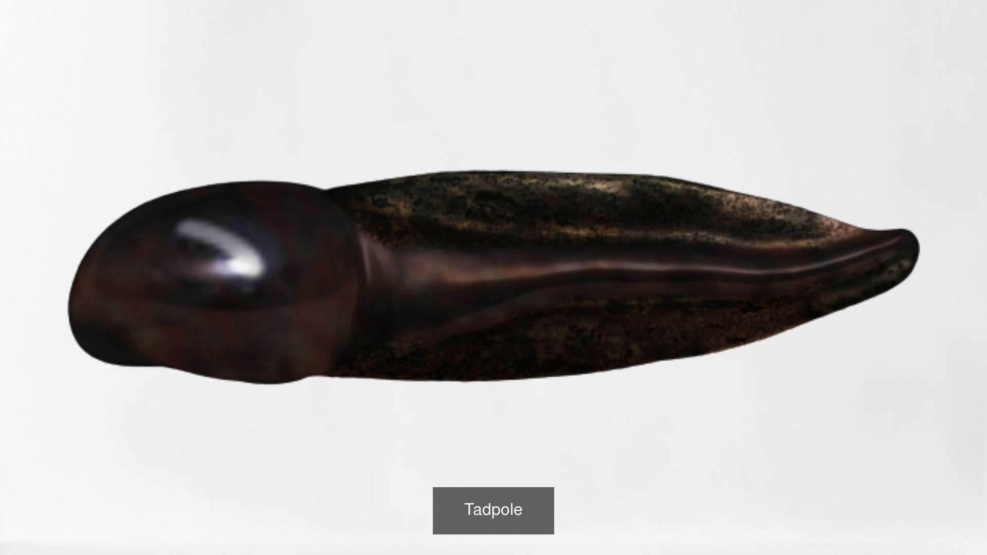 Amphibian frog toad collection _6