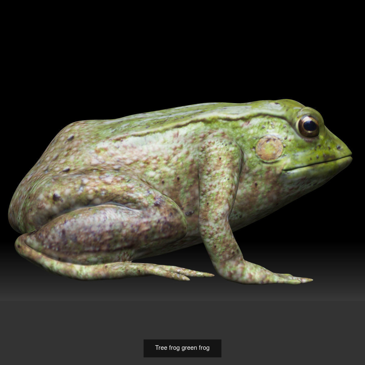 Amphibian frog toad collection _5