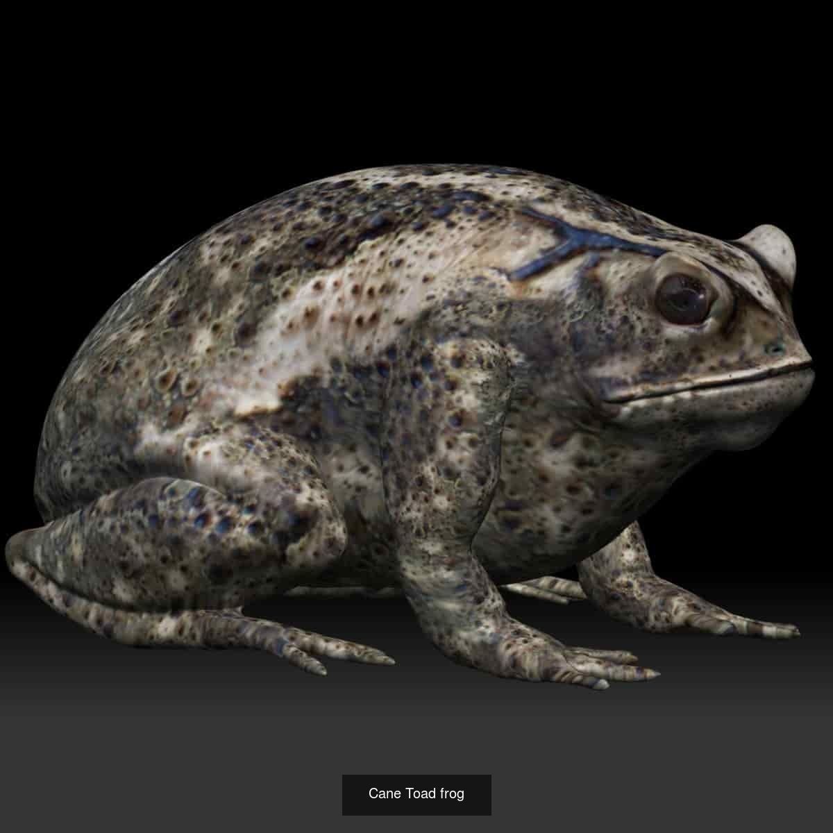 Amphibian frog toad collection _1