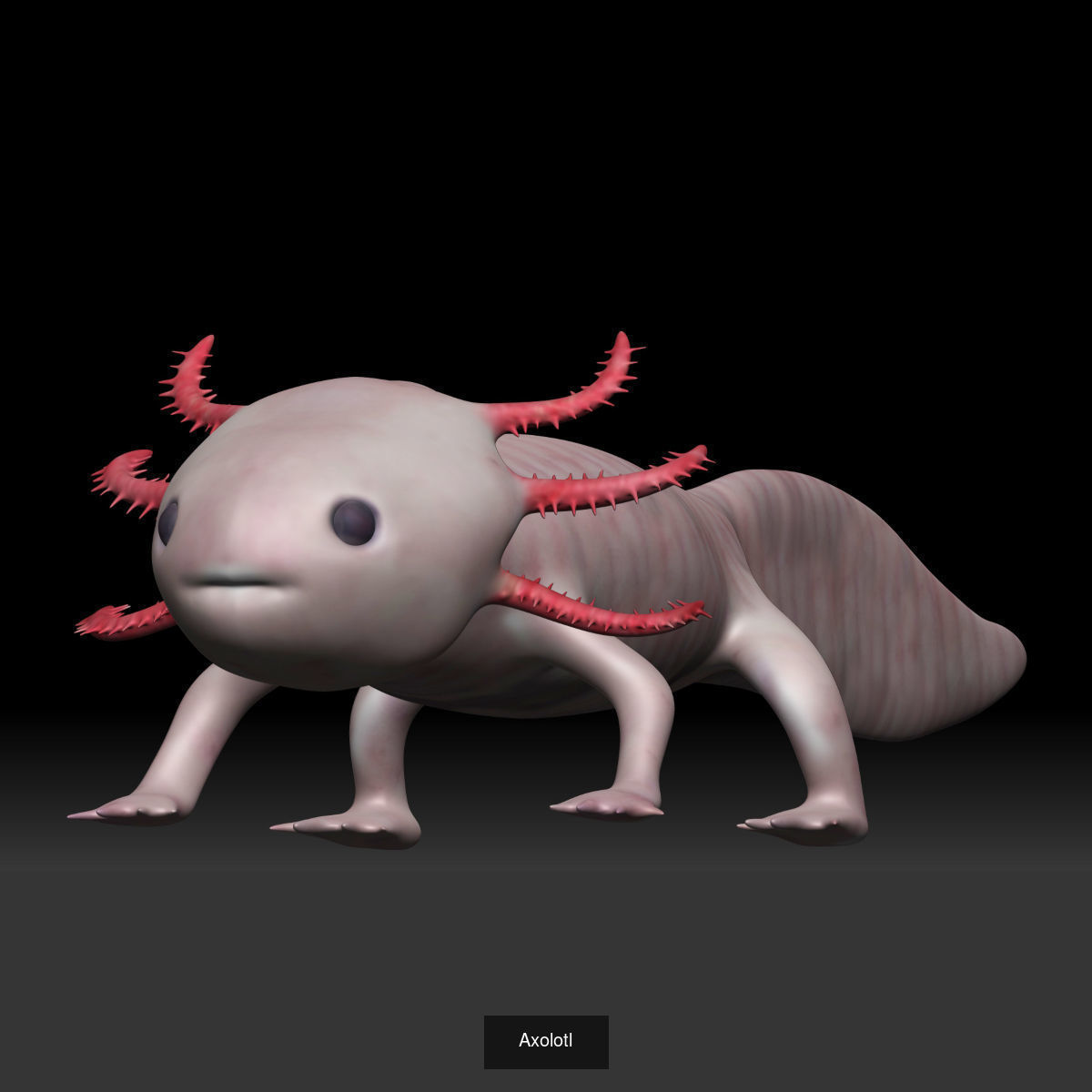 Amphibian frog toad collection _8