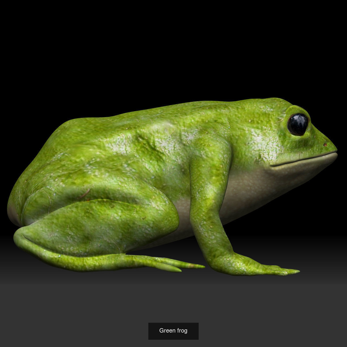 Amphibian frog toad collection _9