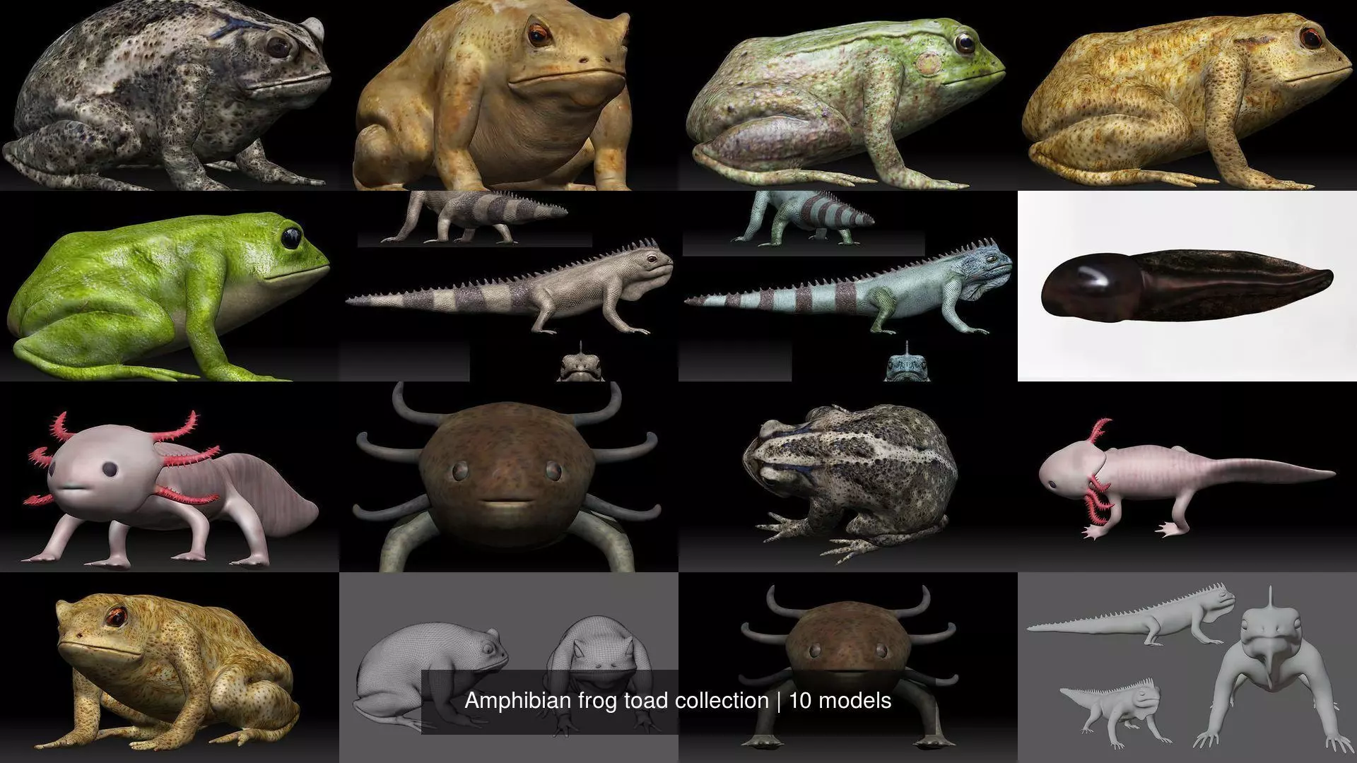 Amphibian frog toad collection _0