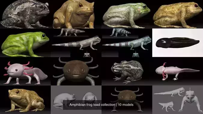 Amphibian frog toad collection 