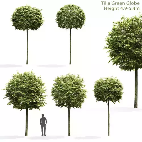 Tilia Green Globe 01 3D model