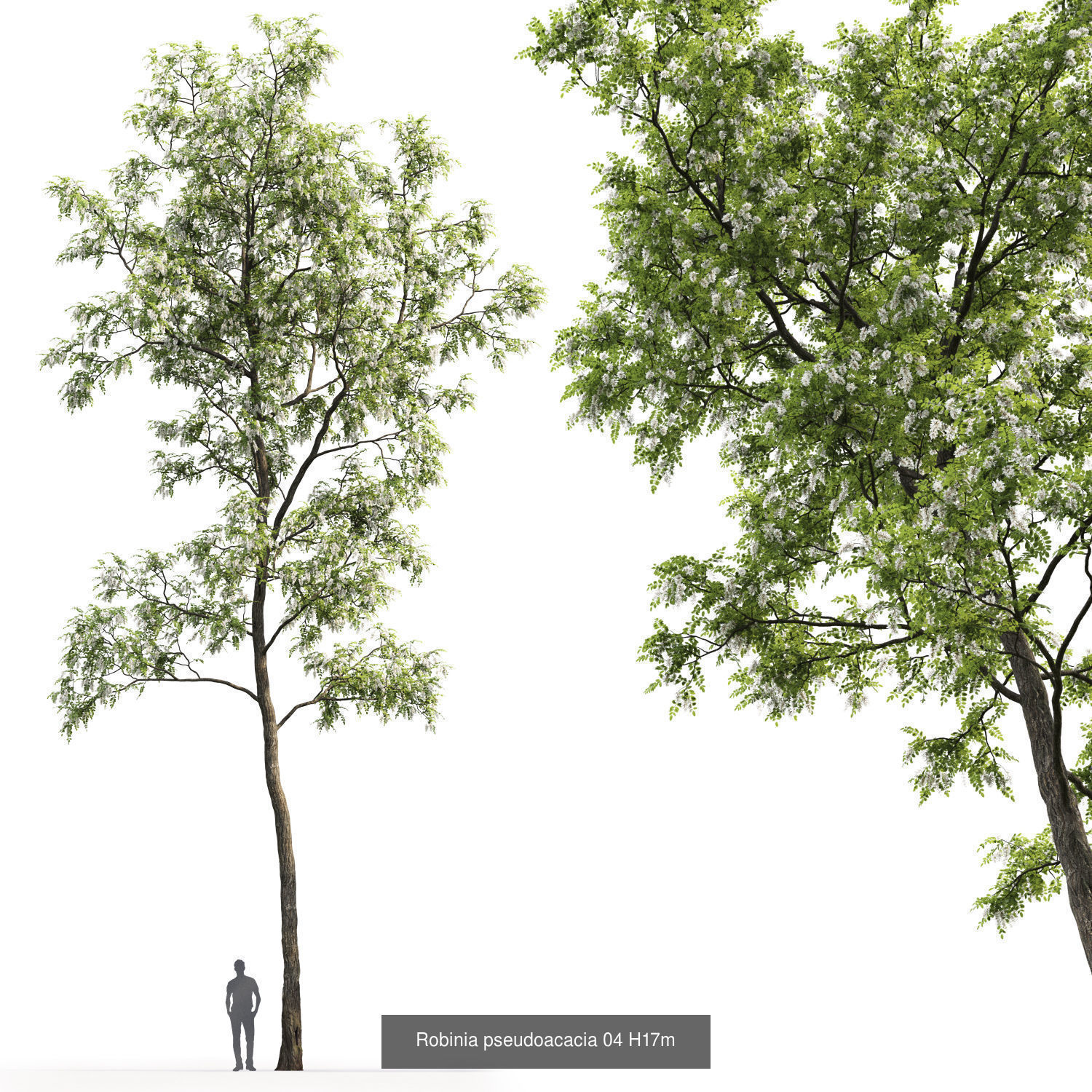Robinia Pseudoacacia pack  3D Model Collection_5