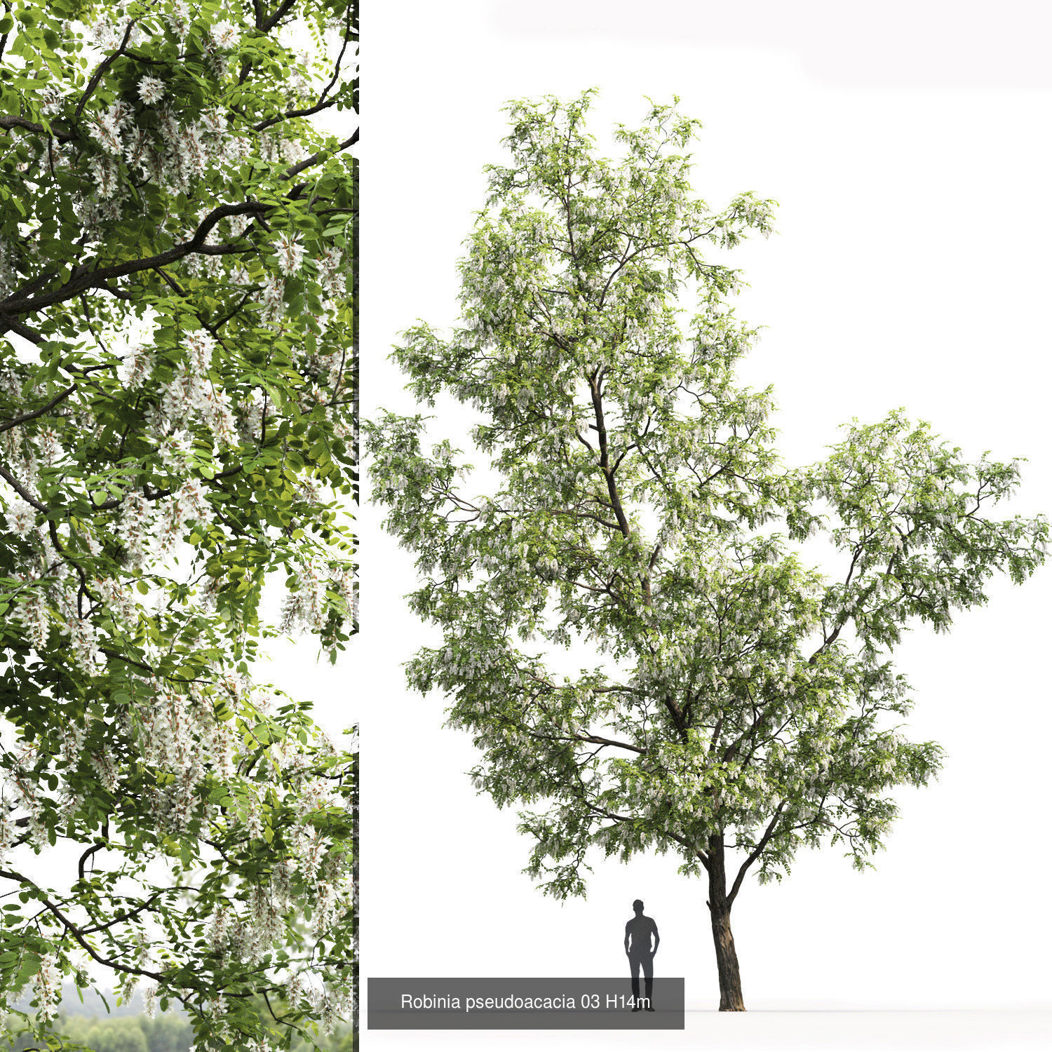 Robinia Pseudoacacia pack  3D Model Collection_4