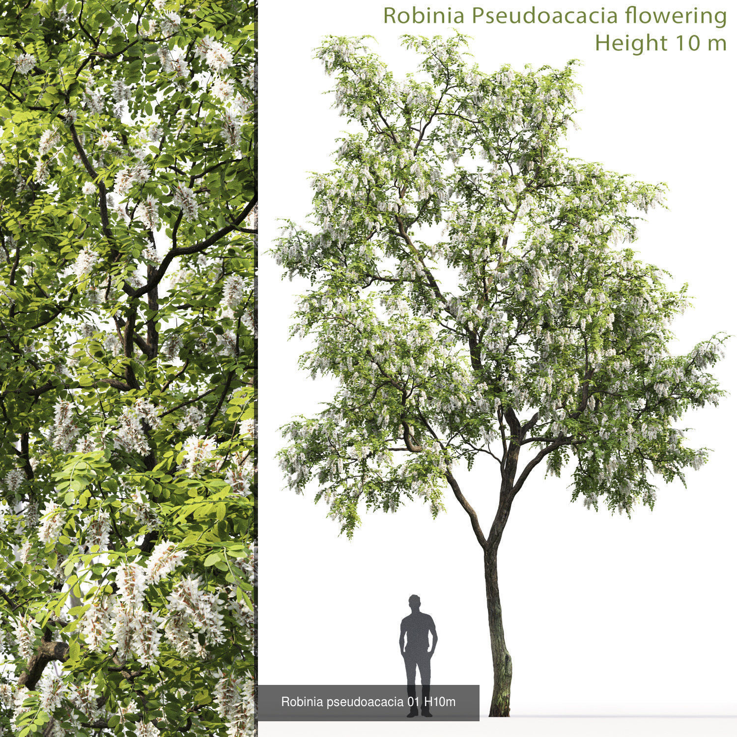 Robinia Pseudoacacia pack  3D Model Collection_1