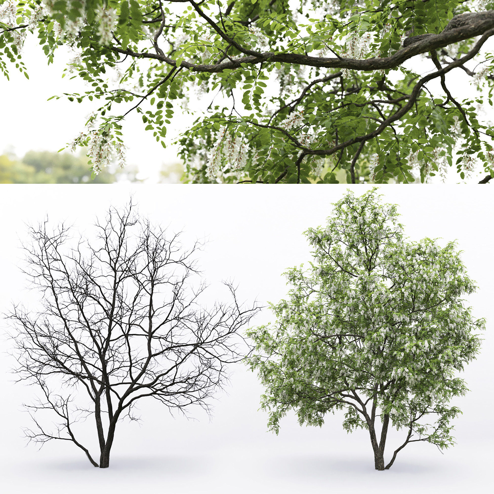 Robinia Pseudoacacia pack  3D Model Collection_8