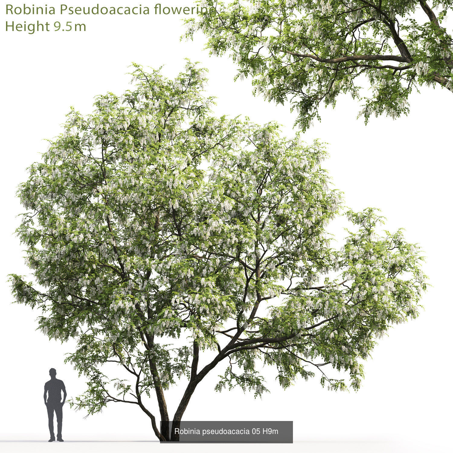 Robinia Pseudoacacia pack  3D Model Collection_2