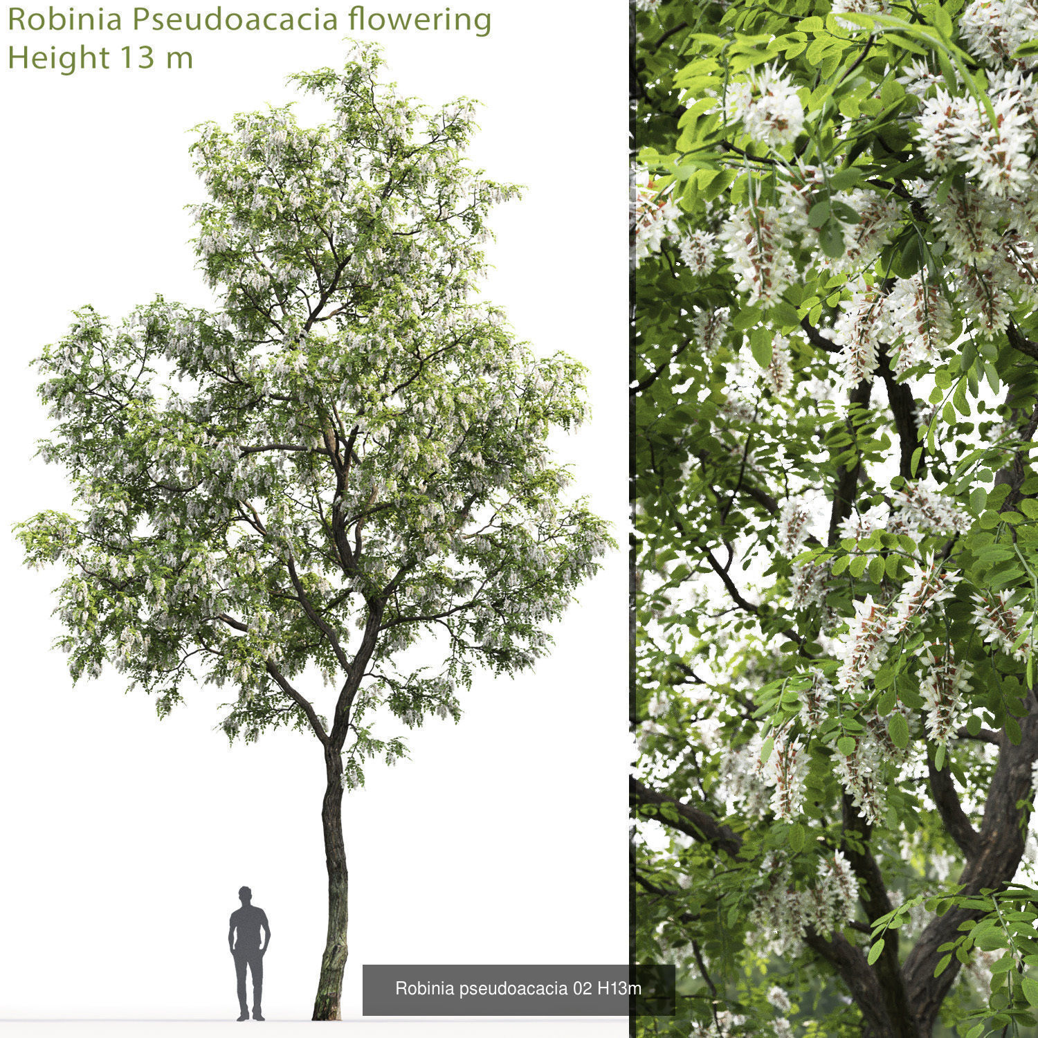Robinia Pseudoacacia pack  3D Model Collection_3