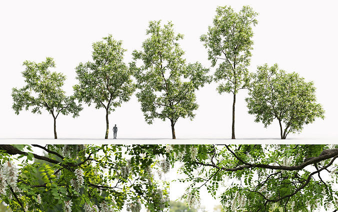 Robinia Pseudoacacia pack  3D Model Collection