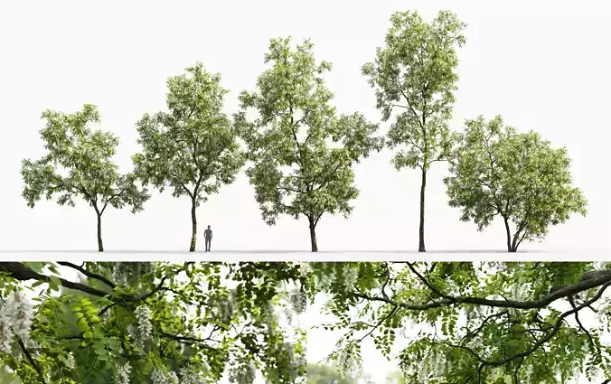 Robinia Pseudoacacia pack  3D Model Collection