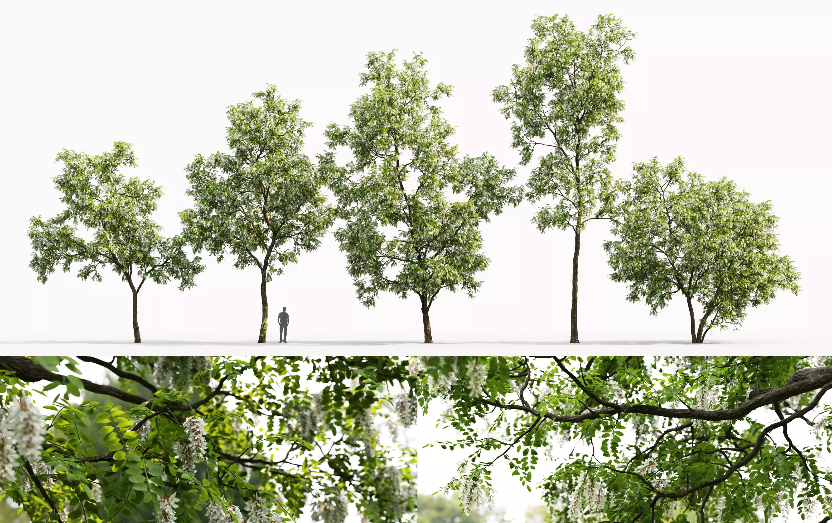 Robinia Pseudoacacia pack  3D Model Collection_0