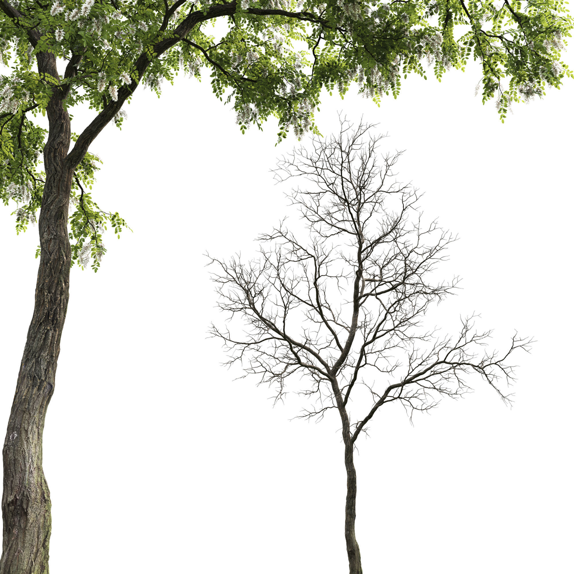 Robinia Pseudoacacia pack  3D Model Collection_7